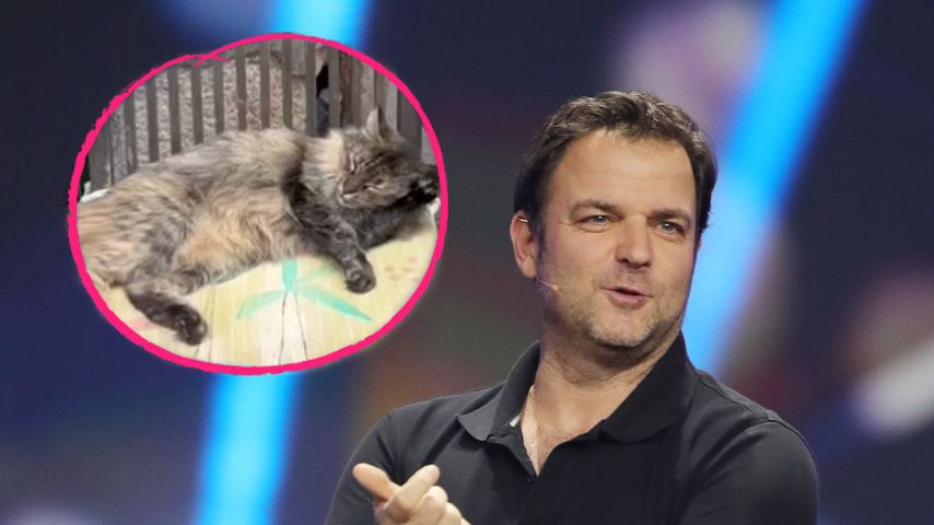 Martin Rütter outet sich als heimlicher Katzenliebhaber