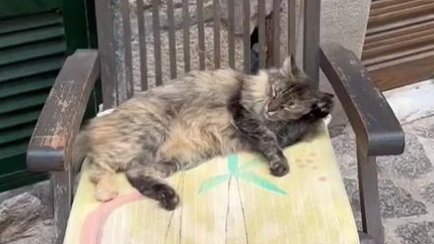 Martin Rütters Katze