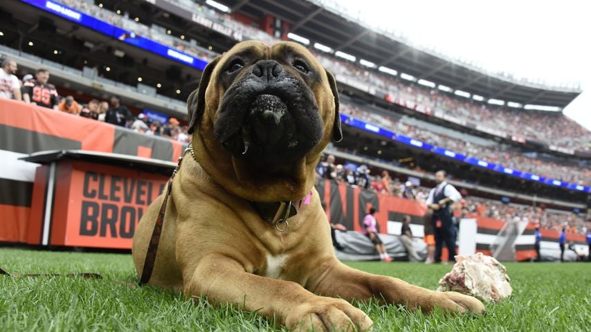Maskottchen der Cleveland Browns