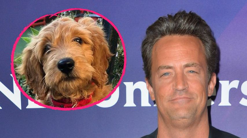 Vor Heirat: Matthew Perry bekommt tierischen Familienzuwachs