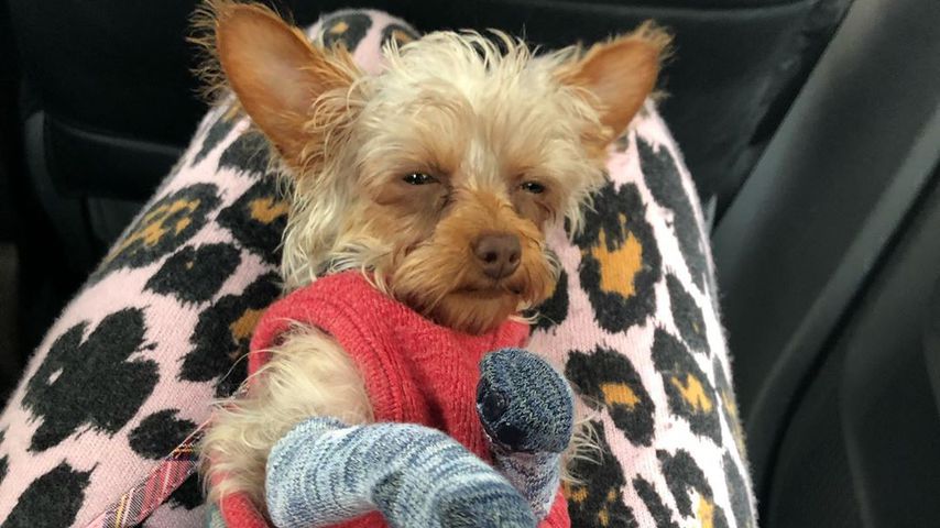 Mel B.s Hund Cookie