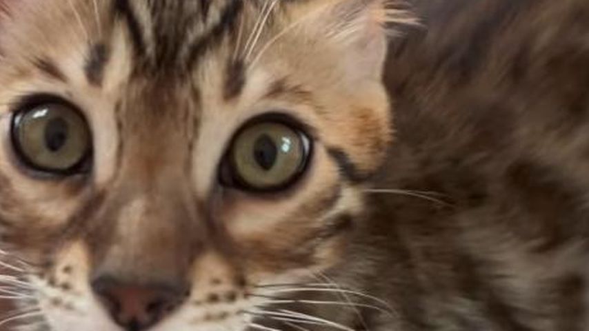 Melina Hoch und Max Bornmanns Katzen
