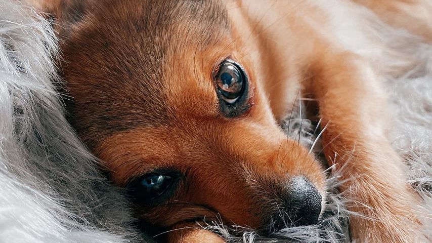 Mercedes, der Hund von Bachelor-Babe Janine Christin Wallat