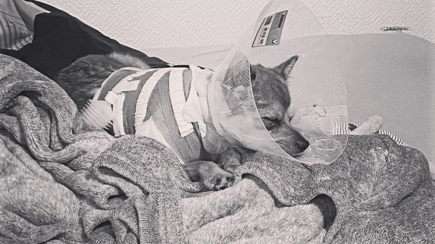 Mercedes, der Hund von Bachelor-Babe Janine Christin Wallat