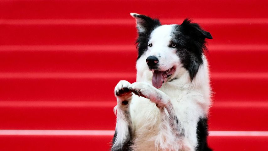 Messi, der "Anantomy of A Fall"-Hund