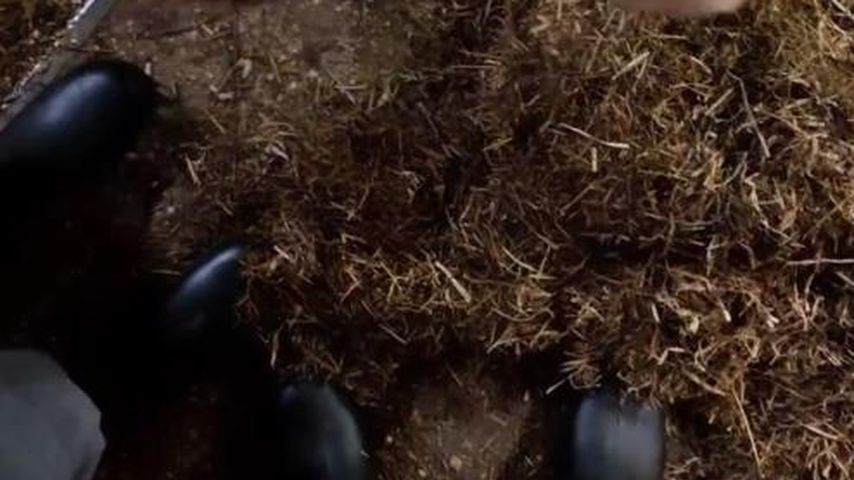 Michael und ein Unbekannter im Kuhstall