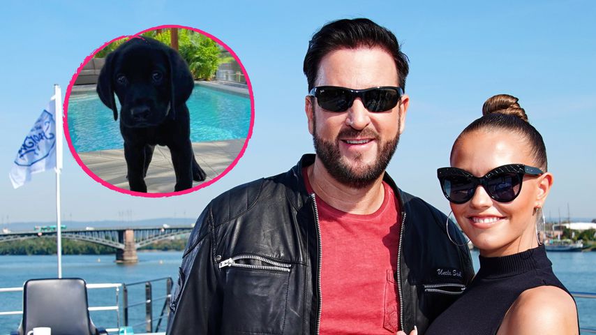 Überraschung: Wendler und Laura haben Welpen-Nachwuchs!