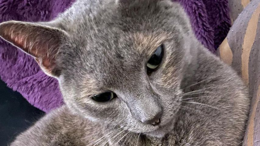Michèle de Roos' Katze Bijou