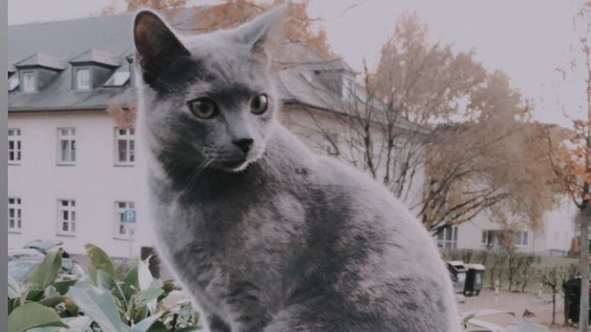 Michèle de Roos' Katze Bijou