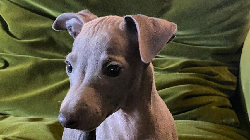 Michelle Hunzikers Hund Odino