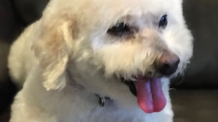 Michelle Pfeiffers Hund Freddie