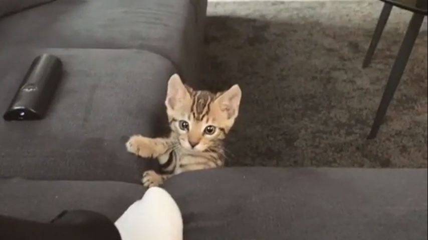 Mike Singer und seine Katze