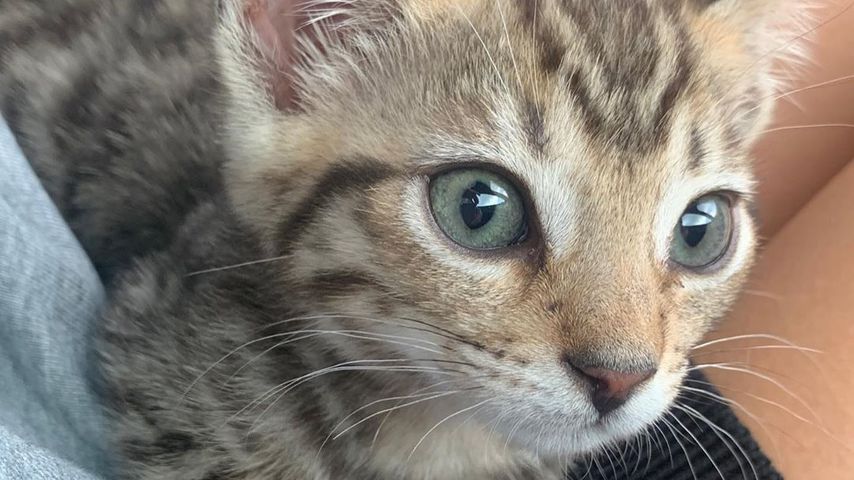 Mike Singers Katze im Juni 2020