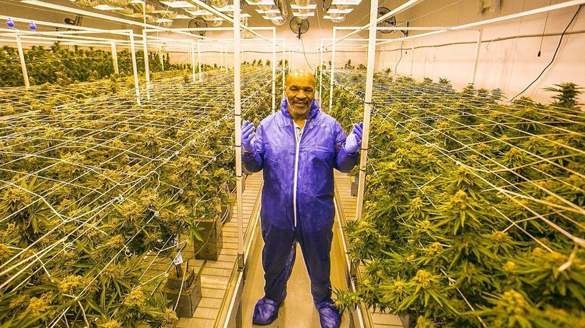 Mike Tyson gibt monatlich 35.000 Euro für Marihuana aus