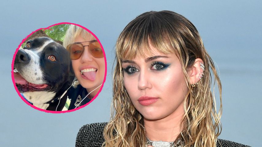 "Danke für alles": Miley Cyrus trauert um geliebte Hundedame