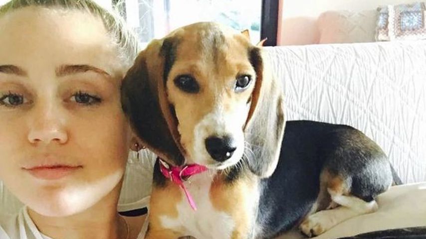 Miley Cyrus mit ihrer Beagle-Dame Barbie