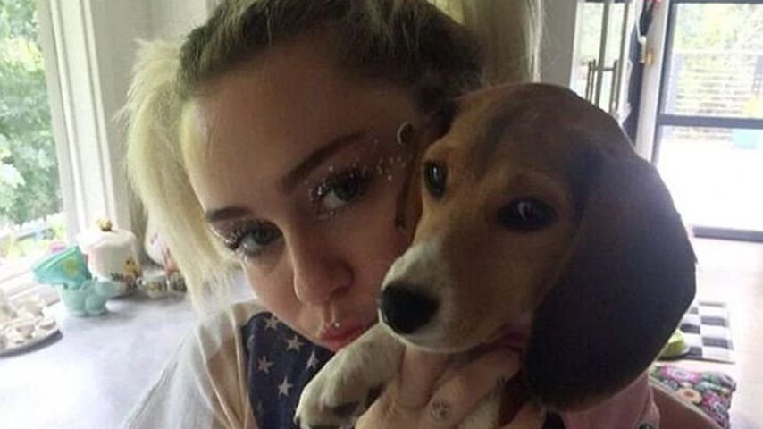 Miley Cyrus' Hund bekam einen Stromschlag am "The Voice"-Set