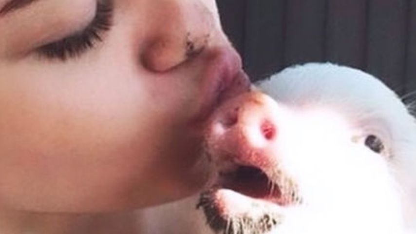 Miley Cyrus trauert: Ihr geliebtes Hausschwein ist gestorben