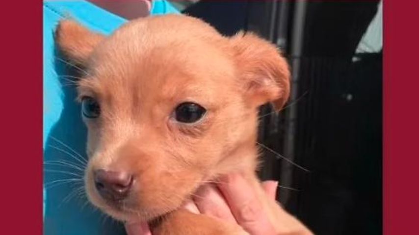 Millie Bobby Brown und Jake Bongiovis neuer Hund Ruth