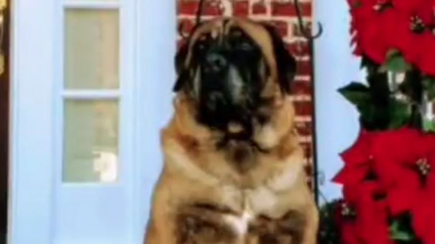Millie Bobby Browns Hund Dolly