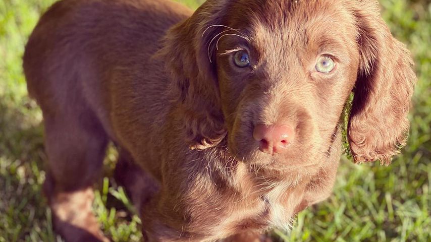 Nala, Hündin von James Middleton