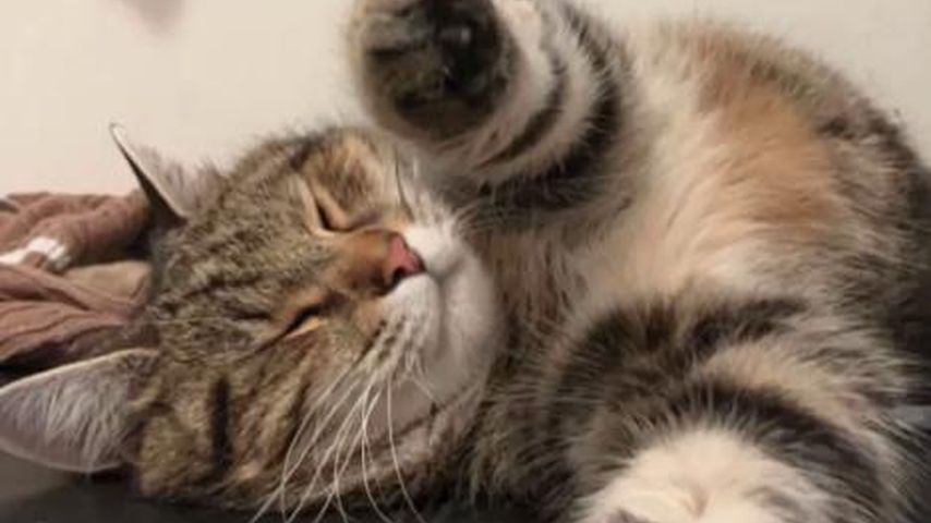 Narumol und Josefs Kater Hansi
