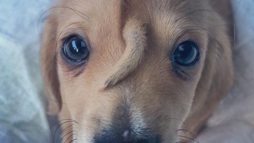 Narwhal, Golden-Retriever-Welpe