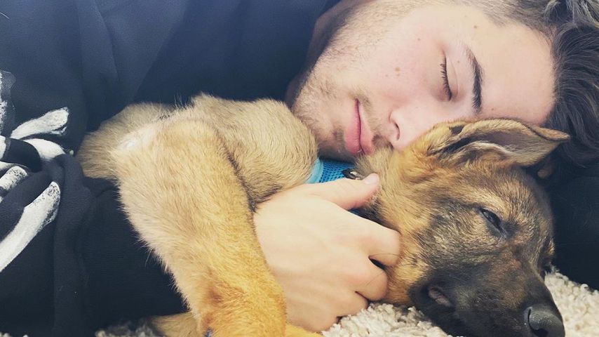 Familienzuwachs: Priyanka schenkt Nick Jonas Hunde-Welpen!
