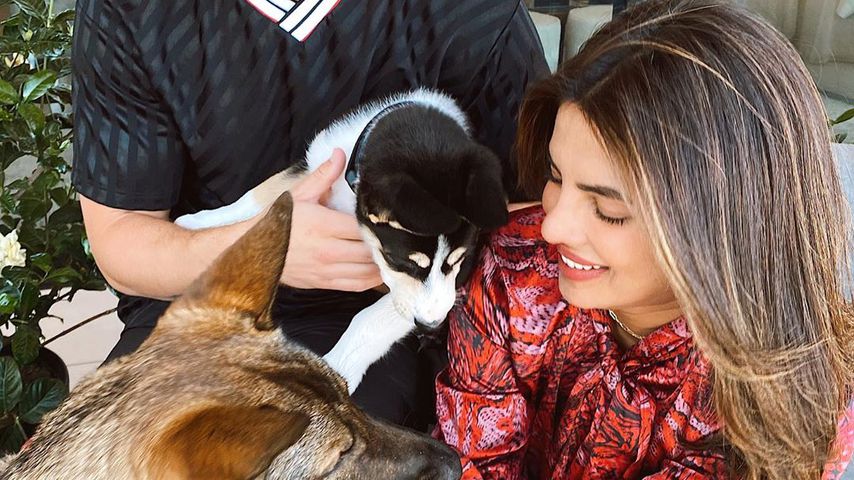 Nick Jonas und Priyanka Chopra mit ihren Hunden