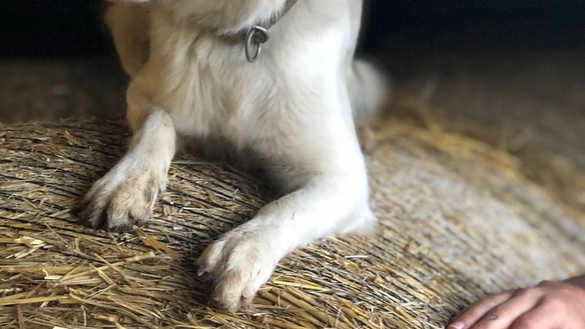 "Bauer sucht Frau"-Nils' Hund