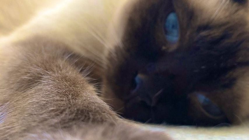 Ollie, die Katze