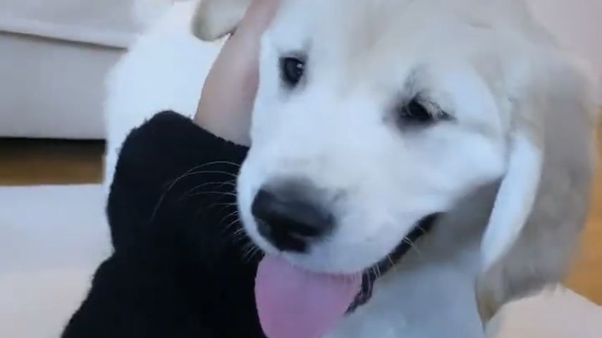Oreo, Hund von Farina Opoku