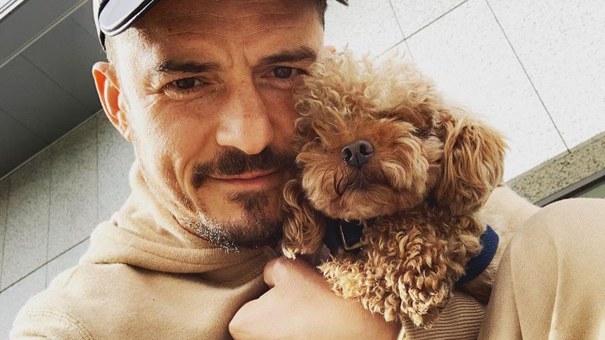 Orlando Bloom verzweifelt: Sein Hund Mighty wird vermisst!