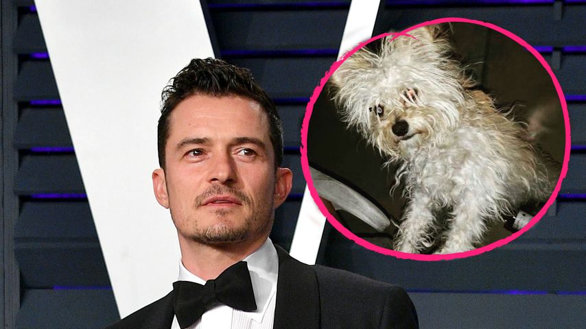 Nach Gerüchten: Orlando Bloom hat wirklich einen neuen Hund