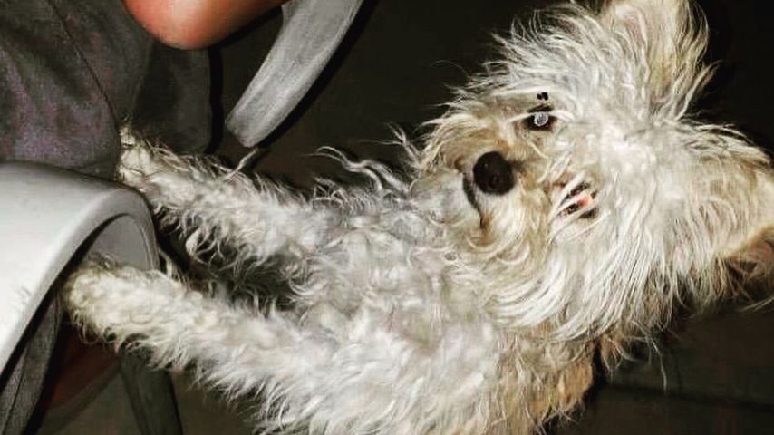 Orlando Blooms neuer Hund Buddy