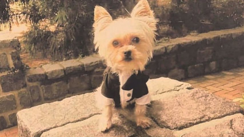 Oscar, der Hund von Justin und Hailey Bieber