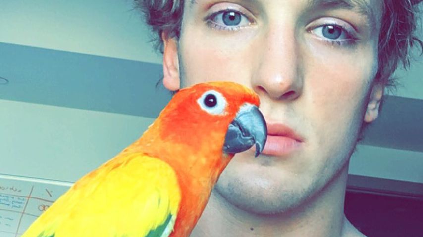 Von Dogge gefressen: Logan Pauls Papagei Maverick ist tot!