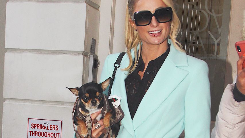 9.000 Euro Belohnung: Paris Hilton sucht weiter nach Hündin