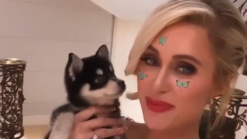 Paris Hilton mit ihrem neuen Hund