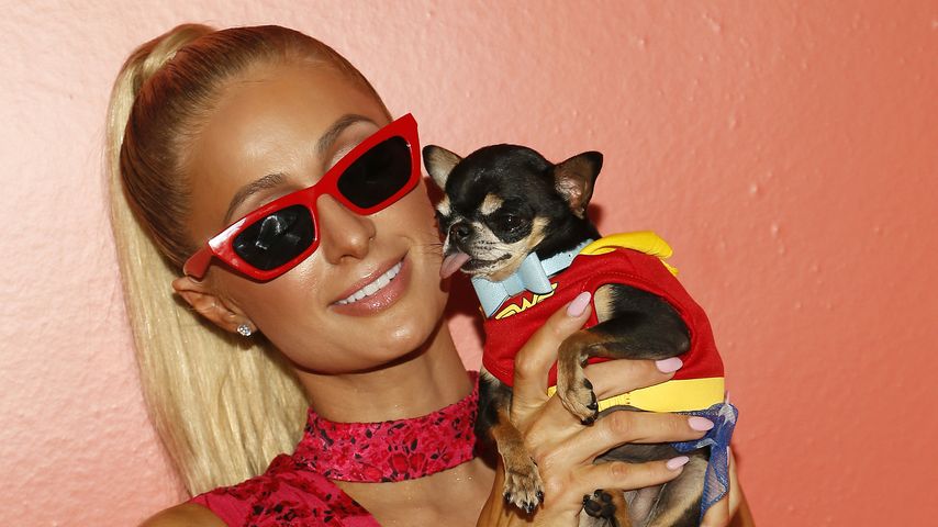 Paris Hilton sucht mit Hellsehern nach entlaufenem Chihuahua