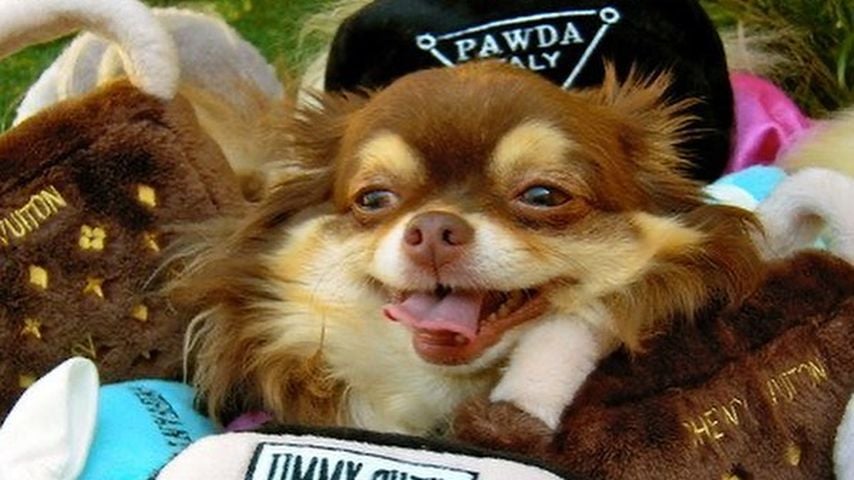 Paris Hiltons Chihuahua Harajuku Bitch