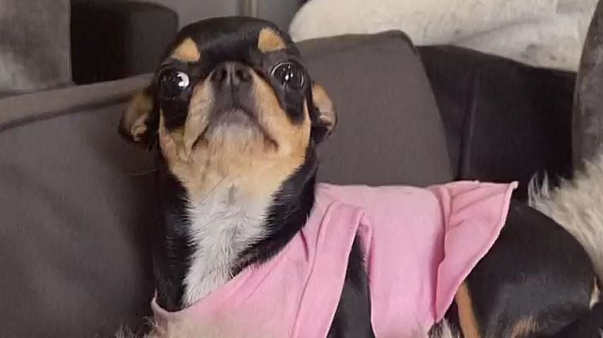 Paris Hiltons Hund Diamond Baby