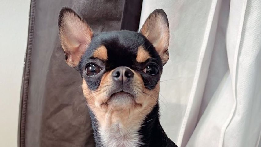 Paris Hiltons Hund Diamond Baby