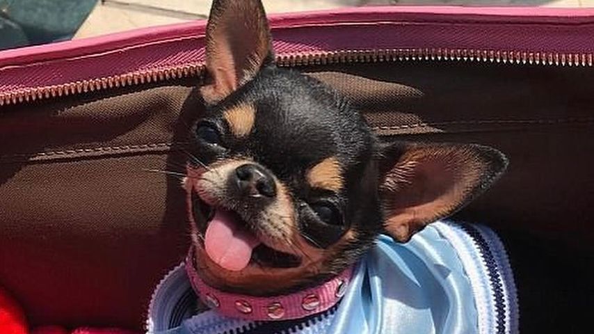 Paris Hiltons Hund Diamond Baby