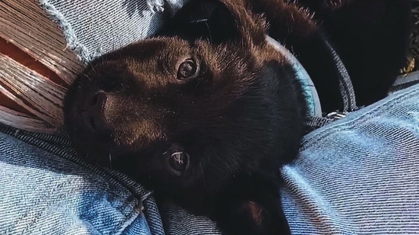 Ghost, Hund von Paulina Ljubas und Henrik Stoltenberg