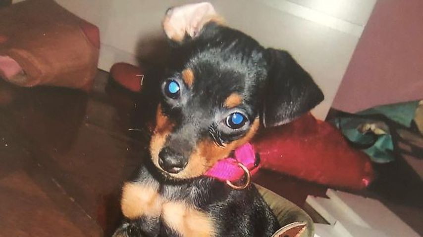Peanut, der Hund von Marina Hoermanseder