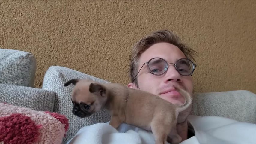 Nach Verlust von Tier-Star Maya: PewDiePie hat neuen Welpen