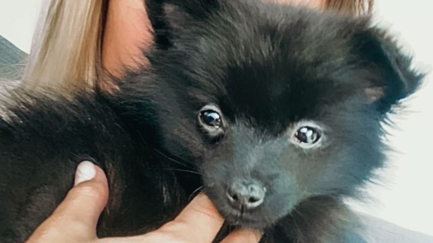 Jessica Fiorini präsentiert stolz ihren Pomeranian-Welpen Yarra
