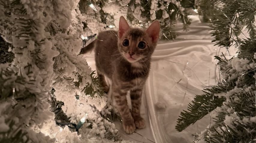 Ponyo, die neue Katze von Christina Aguilera