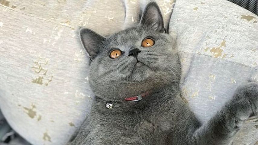 Ponzu, 2021